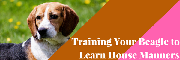 house training a beagle