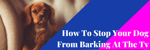 dog keeps barking at tv