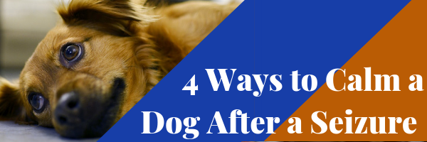 4 Ways To Calm A Dog After A Seizure Dog Training Advice Tips